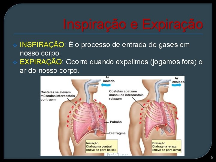 Inspiração e Expiração v v INSPIRAÇÃO: É o processo de entrada de gases em