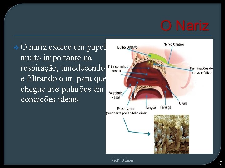 O Nariz v. O nariz exerce um papel muito importante na respiração, umedecendo e