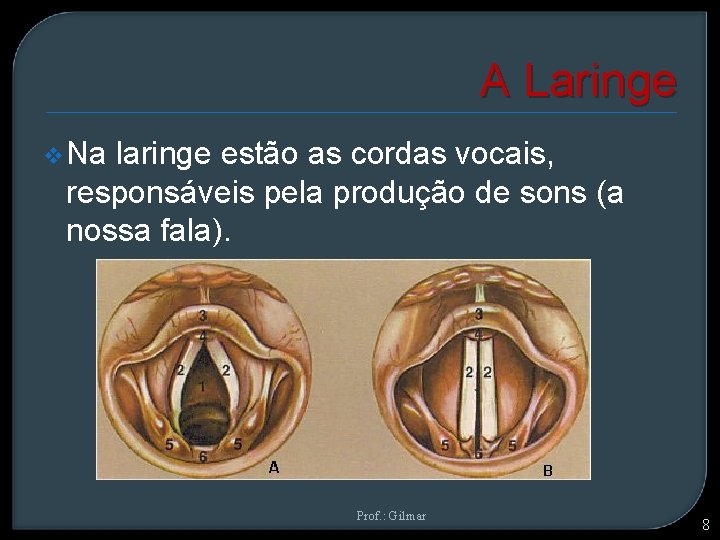  A Laringe v Na laringe estão as cordas vocais, responsáveis pela produção de