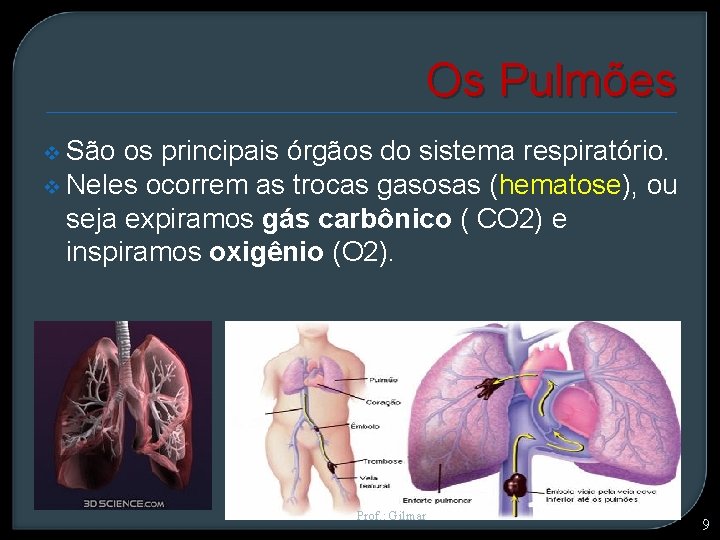 Os Pulmões v São os principais órgãos do sistema respiratório. v Neles ocorrem as