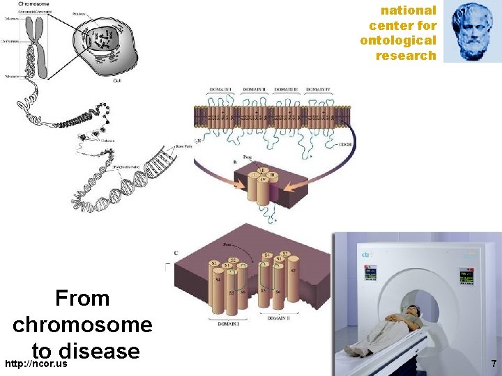 national center for ontological research From chromosome to disease http: //ncor. us 7 