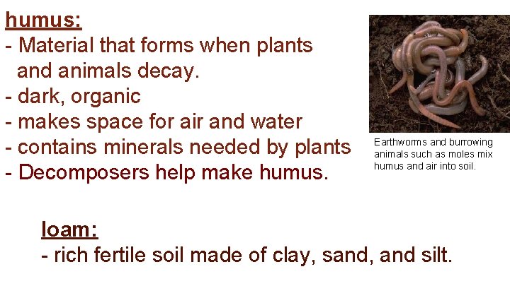 humus: - Material that forms when plants and animals decay. - dark, organic -