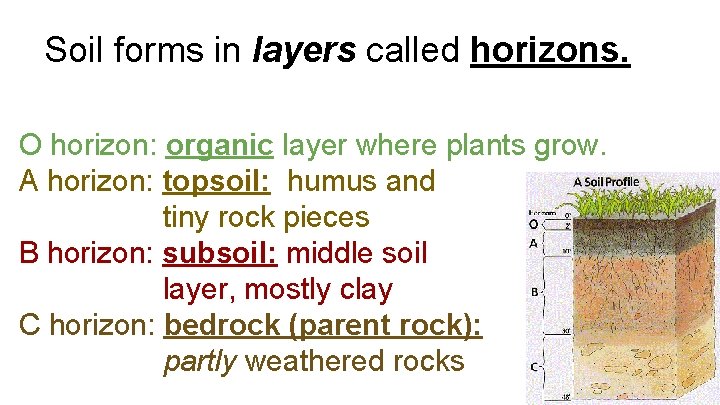 Soil forms in layers called horizons. O horizon: organic layer where plants grow. A