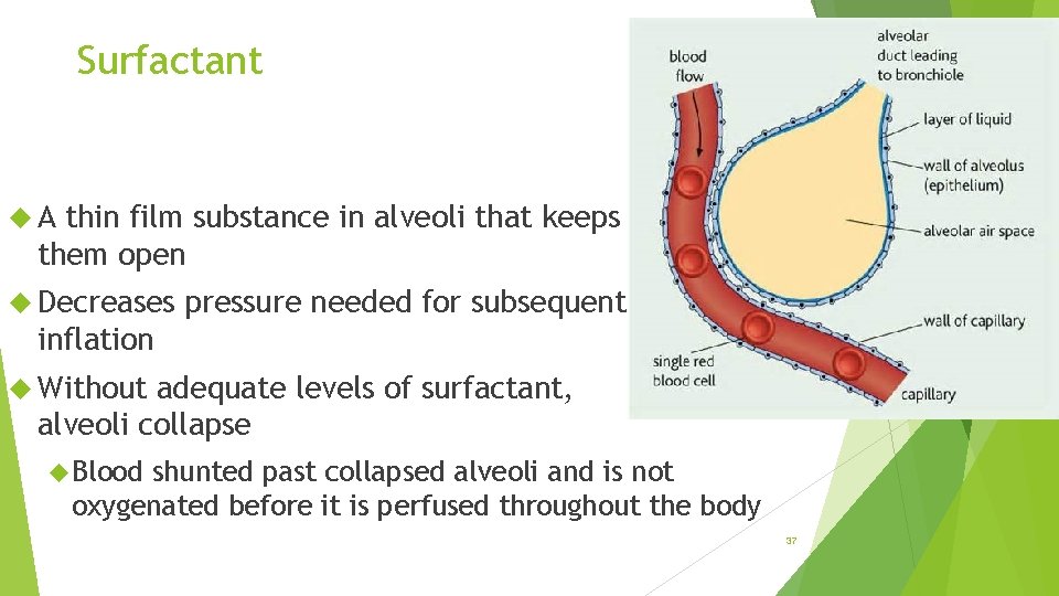 Surfactant A thin film substance in alveoli that keeps them open Decreases pressure needed