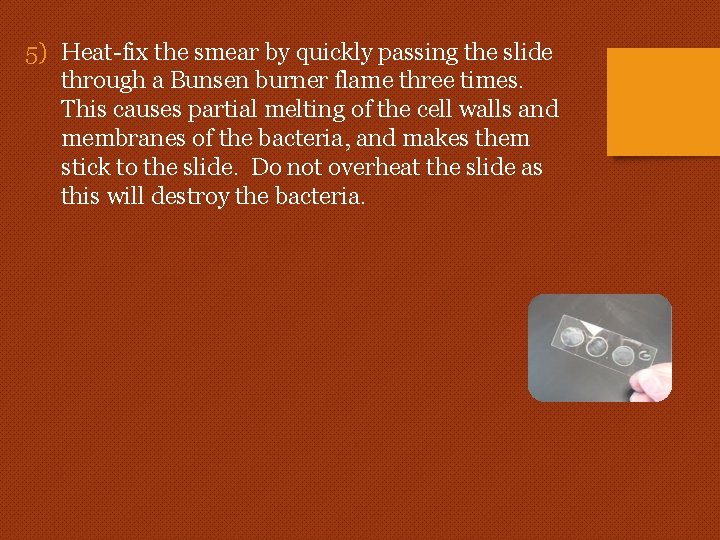 5) Heat-fix the smear by quickly passing the slide through a Bunsen burner flame 5) Heat-fix the smear by quickly passing the slide through a Bunsen burner flame