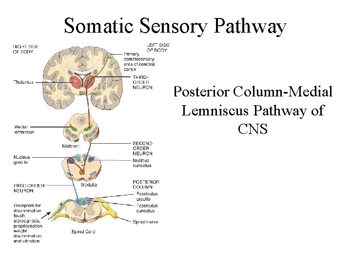 Somatic Sensory Pathway Posterior Column-Medial Lemniscus Pathway of CNS 