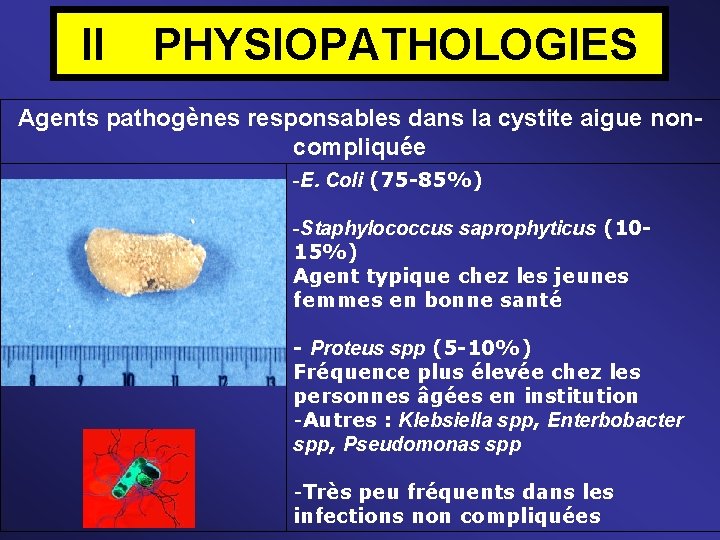 II PHYSIOPATHOLOGIES Agents pathogènes responsables dans la cystite aigue noncompliquée -E. Coli (75 -85%)