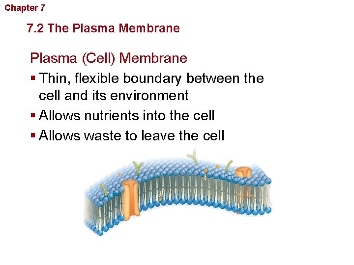 Chapter 7 Cellular Structure and Function 7. 2 The Plasma Membrane Plasma (Cell) Membrane