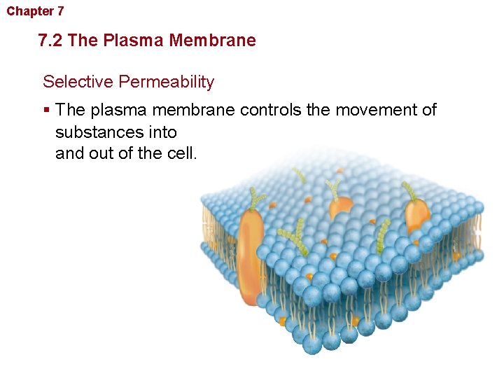 Chapter 7 Cellular Structure and Function 7. 2 The Plasma Membrane Selective Permeability §