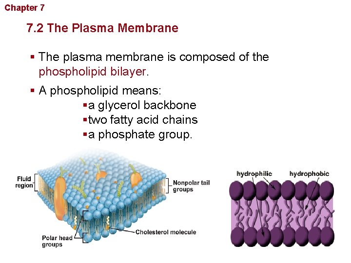 Chapter 7 Cellular Structure and Function 7. 2 The Plasma Membrane § The plasma