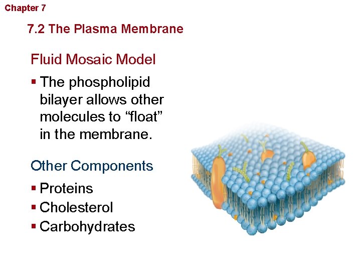 Chapter 7 Cellular Structure and Function 7. 2 The Plasma Membrane Fluid Mosaic Model