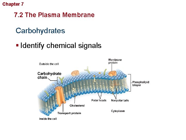 Chapter 7 Cellular Structure and Function 7. 2 The Plasma Membrane Carbohydrates § Identify