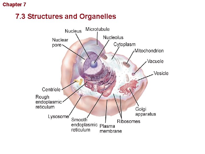 Chapter 7 Cellular Structure and Function 7. 3 Structures and Organelles 