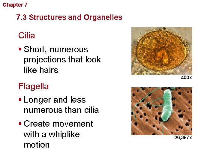 Chapter 7 Cellular Structure and Function 7. 3 Structures and Organelles Cilia § Short,