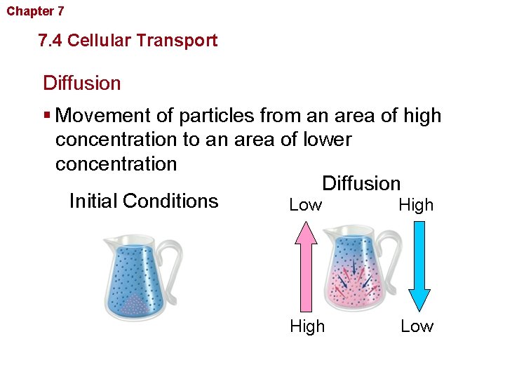 Chapter 7 Cellular Structure and Function 7. 4 Cellular Transport Diffusion § Movement of