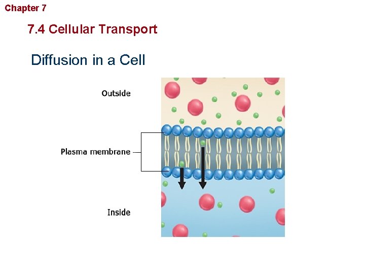 Chapter 7 Cellular Structure and Function 7. 4 Cellular Transport Diffusion in a Cell