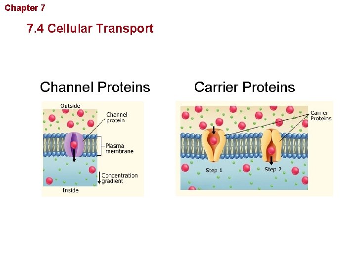 Chapter 7 Cellular Structure and Function 7. 4 Cellular Transport Channel Proteins Carrier Proteins