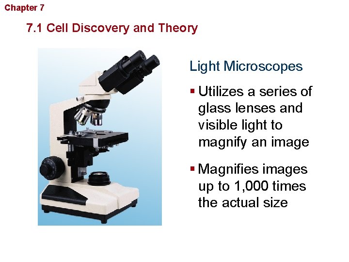 Chapter 7 Cellular Structure and Function 7. 1 Cell Discovery and Theory Light Microscopes