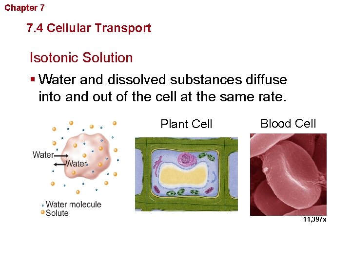 Chapter 7 Cellular Structure and Function 7. 4 Cellular Transport Isotonic Solution § Water