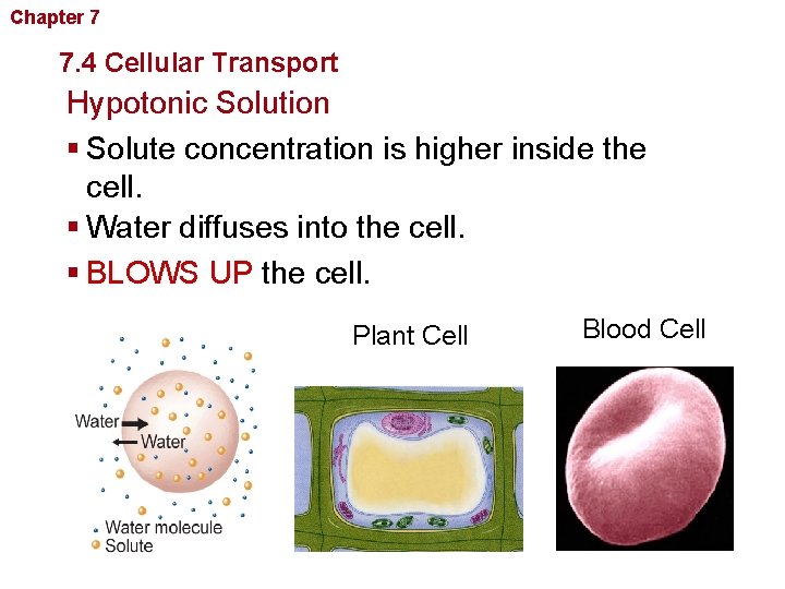Chapter 7 Cellular Structure and Function 7. 4 Cellular Transport Hypotonic Solution § Solute