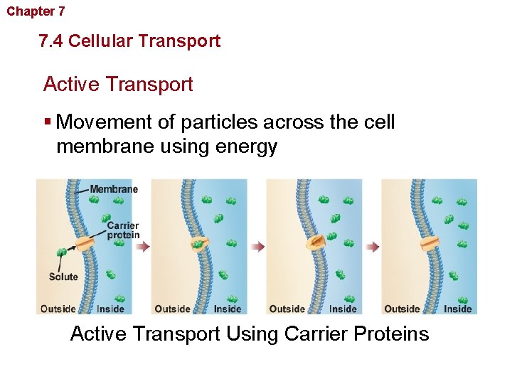 Chapter 7 Cellular Structure and Function 7. 4 Cellular Transport Active Transport § Movement