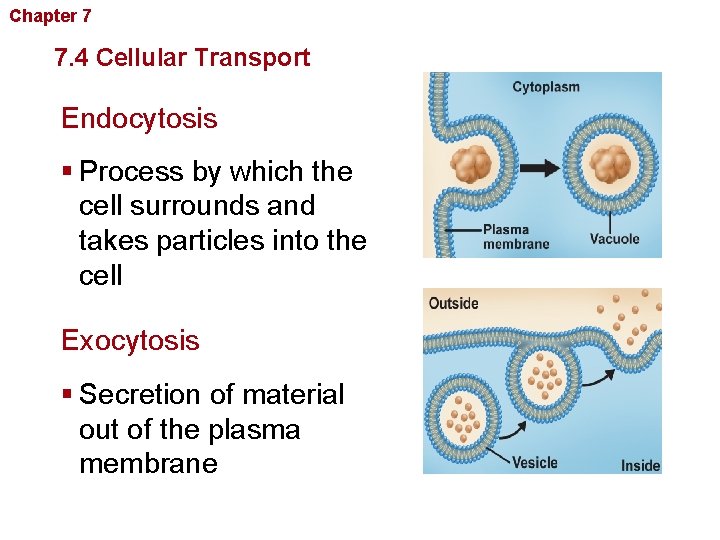 Chapter 7 Cellular Structure and Function 7. 4 Cellular Transport Endocytosis § Process by