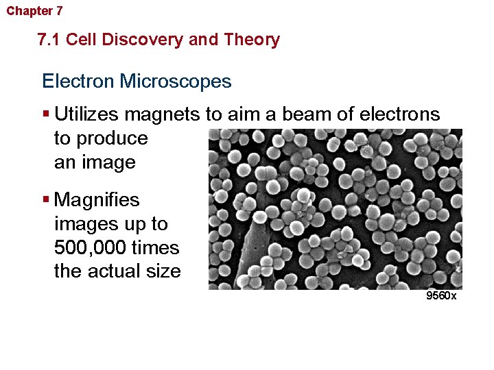 Chapter 7 Cellular Structure and Function 7. 1 Cell Discovery and Theory Electron Microscopes