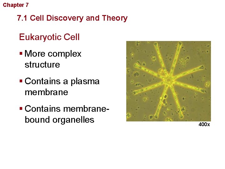 Chapter 7 Cellular Structure and Function 7. 1 Cell Discovery and Theory Eukaryotic Cell