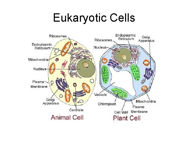 Eukaryotic Cells 