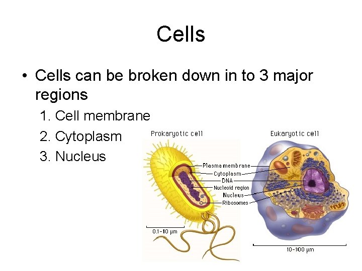 Cells • Cells can be broken down in to 3 major regions 1. Cell