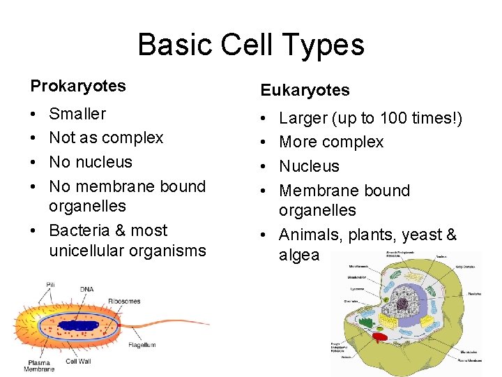 Basic Cell Types Prokaryotes Eukaryotes • • Smaller Not as complex No nucleus No