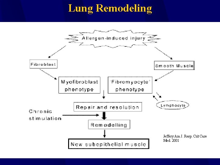 Lung Remodeling Jeffery Am J. Resp. Crit Care Med. 2001 