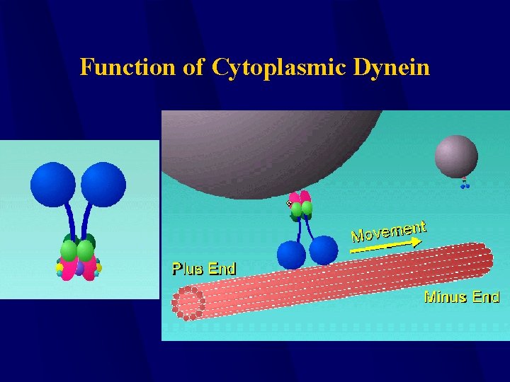 Function of Cytoplasmic Dynein 