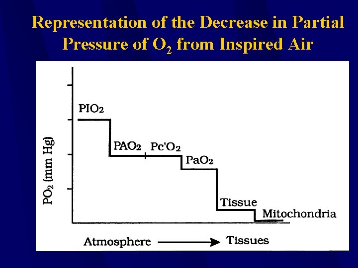 Representation of the Decrease in Partial Pressure of O 2 from Inspired Air 