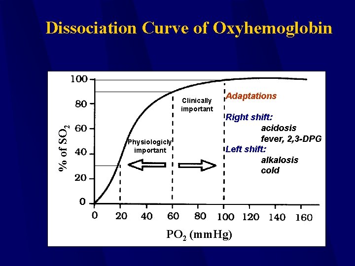 Dissociation Curve of Oxyhemoglobin % of SO 2 Clinically important Physiologicly important Adaptations Right
