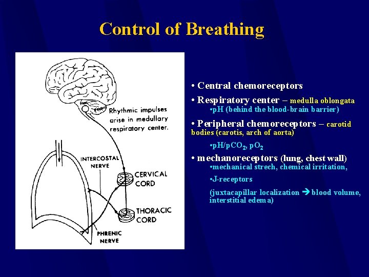 Control of Breathing • Central chemoreceptors • Respiratory center – medulla oblongata • p.