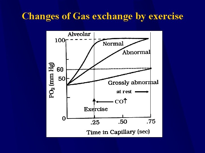 Changes of Gas exchange by exercise 60 at rest CO 