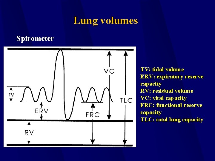 Lung volumes Spirometer TV: tidal volume ERV: expiratory reserve capacity RV: residual volume VC: