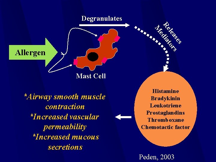 Degranulates s se s lea tor Re dia e M Allergen Mast Cell *Airway