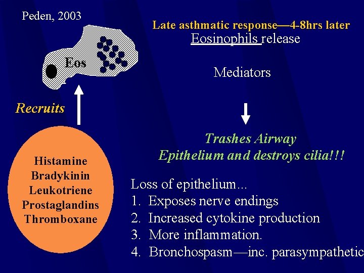 Peden, 2003 Late asthmatic response— 4 -8 hrs later Eosinophils release Eos Mediators Recruits