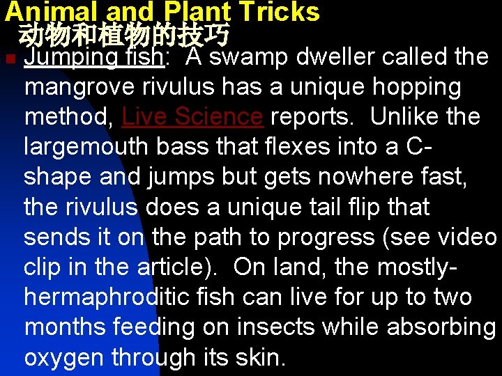 Animal and Plant Tricks 动物和植物的技巧 n Jumping fish: A swamp dweller called the mangrove