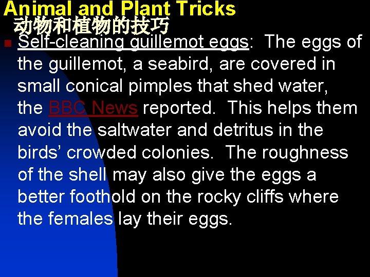 Animal and Plant Tricks 动物和植物的技巧 n Self-cleaning guillemot eggs: The eggs of the guillemot,