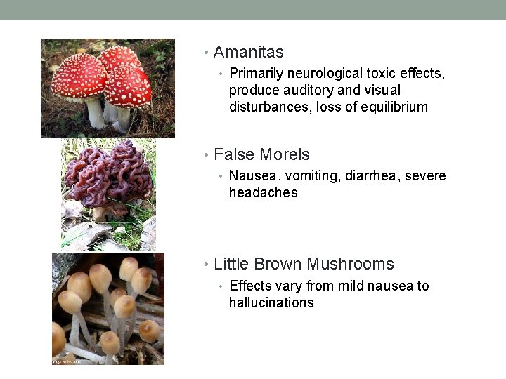 • Amanitas • Primarily neurological toxic effects, produce auditory and visual disturbances, loss • Amanitas • Primarily neurological toxic effects, produce auditory and visual disturbances, loss