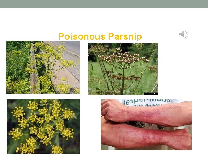 Poisonous Parsnip Poisonous Parsnip