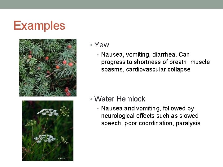 Examples • Yew • Nausea, vomiting, diarrhea. Can progress to shortness of breath, muscle Examples • Yew • Nausea, vomiting, diarrhea. Can progress to shortness of breath, muscle