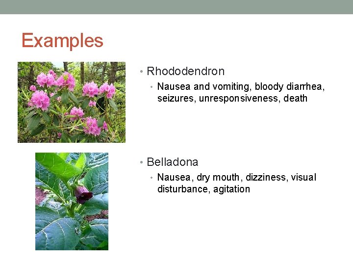 Examples • Rhododendron • Nausea and vomiting, bloody diarrhea, seizures, unresponsiveness, death • Belladona Examples • Rhododendron • Nausea and vomiting, bloody diarrhea, seizures, unresponsiveness, death • Belladona
