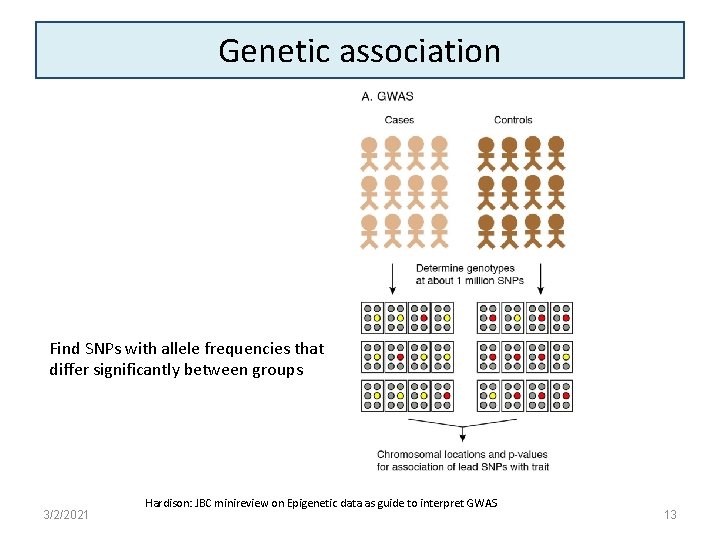 Genetic association Find SNPs with allele frequencies that differ significantly between groups 3/2/2021 Hardison: