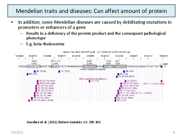 Mendelian traits and diseases: Can affect amount of protein • In addition, some Mendelian