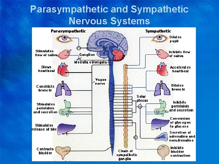 Parasympathetic and Sympathetic Nervous Systems 