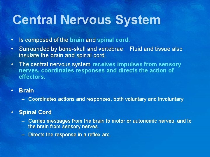 Central Nervous System • Is composed of the brain and spinal cord. • Surrounded